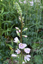 Load image into Gallery viewer, Meadow checkermallow (Sidalcea campestris) flower stalk adorned with dusty pink blooms. One of 150+ species of Pacific Northwest native plants available at Sparrowhawk Native Plants, Native Plant Nursery in Portland, Oregon.