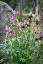 Load image into Gallery viewer, A small patch of rose or dwarf checkermallow (Sidalcea asprella ssp. virgata syn Sidalcea virgata syn Sidalcea malviflora ssp. virgata) blooming gorgeously in a habitat garden. One of approximately 200 species of Pacific Northwest native plants available at Sparrowhawk Native Plants, native plant nursery in Portland, Oregon.