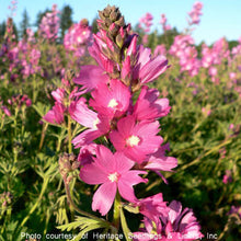 Load image into Gallery viewer, Sidalcea virgata (Rose checkermallow)