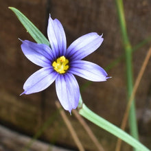 Cargar imagen en el visor de la galería, Close-up of blue-eyed grass (Sisyrinchium idahoense) flower. Another stunning Northwest Native Plant available at Sparrowhawk Native Plants Nursery in Portland, Oregon.