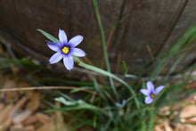 Cargar imagen en el visor de la galería, Close-up of blue-eyed grass (Sisyrinchium idahoense) flower. Another stunning Northwest Native Plant available at Sparrowhawk Native Plants Nursery in Portland, Oregon.