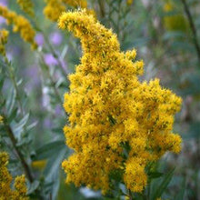 Load image into Gallery viewer, Solidago canadensis var. elongata (West Coast Goldenrod)