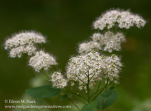 Cargar imagen en el visor de la galería, Close-up of birch-leaved spirea flower (Spiraea betulifolia var. lucida). One of the 100+ species of Pacific Northwest native plants, shrubs, and trees available at Sparrowhawk Native Plants Nursery in Portland, Oregon