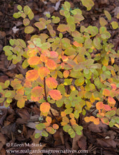 Cargar imagen en el visor de la galería, Fall color on the leaves of Birch-leaved Spirea, Spiraea betulifolia var. lucida, another stunning Northwest Native Plant available at Sparrowhawk Native Plants Nursery in Portland, Oregon