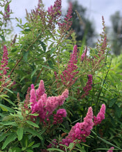 Cargar imagen en el visor de la galería, Bright pink flowers of Douglas spiraea (Spiraea Douglasii) - native shrub. One of approximately 200 species of Pacific Northwest native plants available at Sparrowhawk Native Plants, native plants nursery in Portland, Oregon