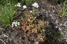 Cargar imagen en el visor de la galería, Birch-leaved spirea (Spiraea betulifolia var. lucida) in the habitat garden. One of the 100+ species of Pacific Northwest native plants, shrubs, and trees available at Sparrowhawk Native Plants Nursery in Portland, Oregon