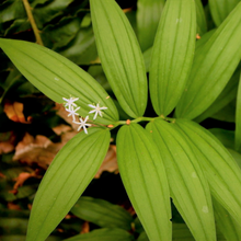 Cargar imagen en el visor de la galería, Starry false Solomon's seal (Maianthemum stellatum). One of 100+ species of Pacific Northwest native plants available at Sparrowhawk Native Plants, Native Plant Nursery in Portland, Oregon.