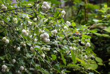 Load image into Gallery viewer, Berry-laden branches of snowberry (Symphoricarpos albus). One of approximately 200 species of Pacific Northwest native plants available at Sparrowhawk Native Plants, native plant nursery in Portland, Oregon.