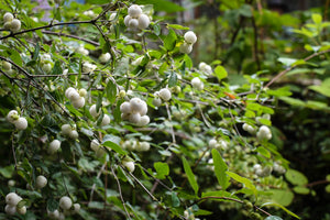 Berry-laden branches of snowberry (Symphoricarpos albus). One of 100+ species of Pacific Northwest native plants available at Sparrowhawk Native Plants, Native Plant Nursery in Portland, Oregon.