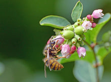Load image into Gallery viewer, A wasp visits the flowers of native snowberry shrub (Symphoricarpos albus). One of approximately 200 species of Pacific Northwest native plants available at Sparrowhawk Native Plants, native plant nursery in Portland, Oregon.
