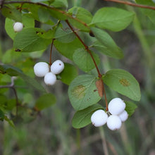 Load image into Gallery viewer, Close up of the bright white berries on snowberry (Symphoricarpos albus). One of approximately 200 species of Pacific Northwest native plants available at Sparrowhawk Native Plants, Native Plant Nursery in Portland, Oregon.
