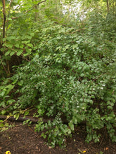 Load image into Gallery viewer, Mature spring growth habit of snowberry (Symphoricarpos albus). One of approximately 200 species of Pacific Northwest native plants available at Sparrowhawk Native Plants, native plant nursery in Portland, Oregon.