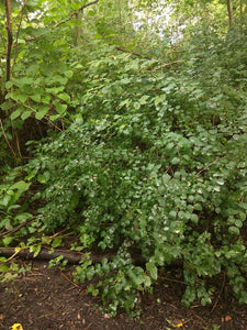 Snowberry (Symphoricarpos albus). One of 100+ species of Pacific Northwest native plants available at Sparrowhawk Native Plants, Native Plant Nursery in Portland, Oregon.