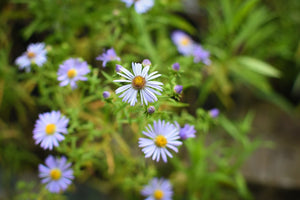 Close-up of Douglas Aster plant (Symphyotrichum subspicatum / Aster subspicatum). Another stunning Pacific Northwest native plant available at Sparrowhawk Native Plants Nursery in Portland, Oregon.
