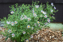 Load image into Gallery viewer, Douglas Aster (Symphyotrichum subspicatum / Aster subspicatum). Another stunning Pacific Northwest native plant available at Sparrowhawk Native Plants Nursery in Portland, Oregon.