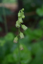 Load image into Gallery viewer, Close up of a flower stalk of fringecup (Tellima grandiflora) decorated with tiny flowers. Another stunning Pacific Northwest wildflower available at Sparrowhawk Native Plants, native plant nursery, Portland, Oregon.Several flower stalks of fringecup (Tellima grandiflora). Another stunning Pacific Northwest native wildflower available at Sparrowhawk Native Plants, native plant nursery in Portland, Oregon