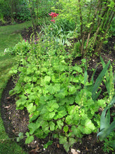 Load image into Gallery viewer, Several fringecup (Tellima grandiflora) plants along the border of a garden bed. Another stunning Pacific Northwest wildflower available at Sparrowhawk Native Plants, native plant nursery, Portland, Oregon.