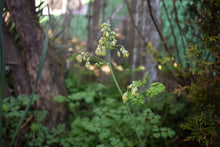 Load image into Gallery viewer, Flower stalk of Western Meadowrue (Thalictrum occidentale). One of 100+ species of Pacific Northwest native plants available at Sparrowhawk Native Plants, Native Plant Nursery in Portland, Oregon.
