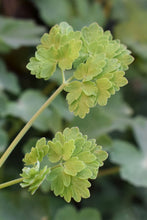 Load image into Gallery viewer, Close up of the leaf of Western Meadowrue (Thalictrum occidentale). One of 100+ species of Pacific Northwest native plants available at Sparrowhawk Native Plants, Native Plant Nursery in Portland, Oregon.