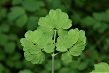 Load image into Gallery viewer, Close up of the leaf of Western Meadowrue (Thalictrum occidentale). One of 100+ species of Pacific Northwest native plants available at Sparrowhawk Native Plants, Native Plant Nursery in Portland, Oregon.