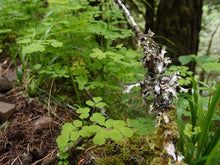 Load image into Gallery viewer, Leaves of western meadowrue (Thalictrum occidentale) in the habitat garden. One of 100+ species of Pacific Northwest native plants available at Sparrowhawk Native Plants, Native Plant Nursery in Portland, Oregon.