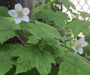 Close up of large, floppy white flowers and leaves of native thimbleberry (Rubus parviflorus). One of the 150+ species of Pacific Northwest native plants available at Sparrowhawk Native Plants in Portland, Oregon. rub, Sparrowhawk Native Plants, Portland