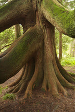 Load image into Gallery viewer, Close-up of the trunk of Oregon's native Western Red Cedar tree (Thuja plicata). One of 100+ species of Pacific Northwest native plants available at Sparrowhawk Native Plants, Native Plant Nursery in Portland, Oregon.