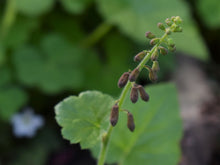 Load image into Gallery viewer, Buds of piggyback plant, aka youth-on-age (Tolmiea menziesii). Another stunning species of Pacific Northwest native plant available at Sparrowhawk Native Plants, native plant nursery in Portland, Oregon.