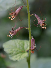 Load image into Gallery viewer, Close up of flowers on piggyback plant, aka youth-on-age (Tolmiea menziesii). Another stunning species of Pacific Northwest native plant available at Sparrowhawk Native Plants, native plant nursery in Portland, Oregon.