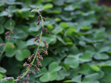 Load image into Gallery viewer, Flower stalk of piggyback plant, aka youth-on-age (Tolmiea menziesii). Another stunning species of Pacific Northwest native plant available at Sparrowhawk Native Plants, native plant nursery in Portland, Oregon.