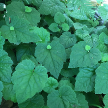 Load image into Gallery viewer, Iconic &quot;piggybacking&quot; leaves of Piggyback Plant, aka Youth-on-Age (Tolmiea menziesii). One of over 100 species of Pacific Northwest native plants available at Sparrowhawk Native Plants Nursery in Portland, Oregon.