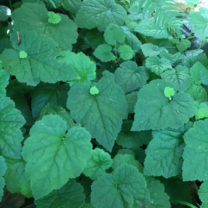 Iconic "piggybacking" leaves of Piggyback Plant, aka Youth-on-Age (Tolmiea menziesii). One of over 100 species of Pacific Northwest native plants available at Sparrowhawk Native Plants Nursery in Portland, Oregon.
