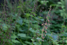Load image into Gallery viewer, Many flower stalks in a population of Piggyback Plant, aka Youth-on-Age (Tolmiea menziesii). Another stunning species of Pacific Northwest native plants available at Sparrowhawk Native Plants, native plant nursery in Portland, Oregon.