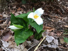 Load image into Gallery viewer, Showy white flower of Western Trillium (Trillium ovatum). One of 100+ species of Pacific Northwest native plants available at Sparrowhawk Native Plants, Native Plant Nursery in Portland, Oregon.