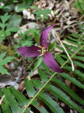 Load image into Gallery viewer, Flower of Western Trillium (Trillium ovatum) turning purple as it dies back. One of 100+ species of Pacific Northwest native plants available at Sparrowhawk Native Plants, Native Plant Nursery in Portland, Oregon.