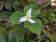 Load image into Gallery viewer, Showy white flower of Western Trillium (Trillium ovatum). One of 100+ species of Pacific Northwest native plants available at Sparrowhawk Native Plants, Native Plant Nursery in Portland, Oregon.