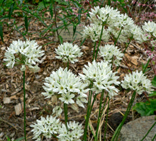 Cargar imagen en el visor de la galería, A small population of white hyacinth brodiaea blooms in the garden (Triteleia hyacinthina) One of 100+ species of Pacific Northwest native plants available at Sparrowhawk Native Plants, Native Plant Nursery in Portland, Oregon.