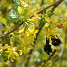 Load image into Gallery viewer, Closeup of a bumblebee visiting the bright yellow flowers of a golden currant (Ribes aureum). Another stunning Pacific Northwest native shrub available at Sparrowhawk Native Plants, native plant nursery in Portland, Oregon