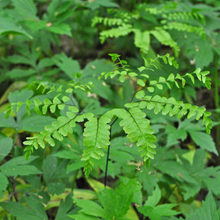 Cargar imagen en el visor de la galería, Maidenhair Fern (Adiantum pedatum). Another stunning Pacific Northwest native fern available at Sparrowhawk Native Plants Nursery in Portland, Oregon.