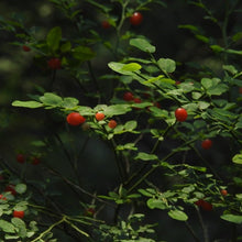 Load image into Gallery viewer, Close up of leaves and edible red berries of Red Huckleberry (Vacciniun parviflorium). One of 100+ species of Pacific Northwest native plants available at Sparrowhawk Native Plants, Native Plant Nursery in Portland, Oregon.