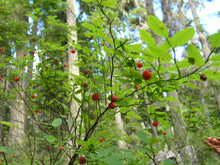 Load image into Gallery viewer, Close up of leaves and edible red berries of Red Huckleberry (Vacciniun parviflorium). One of 100+ species of Pacific Northwest native plants available at Sparrowhawk Native Plants, Native Plant Nursery in Portland, Oregon.