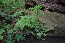 Load image into Gallery viewer, Red Huckleberry plant growing out of a nurse log in the forest(Vacciniun parviflorium). One of 100+ species of Pacific Northwest native plants available at Sparrowhawk Native Plants, Native Plant Nursery in Portland, Oregon.