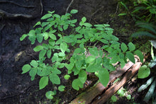 Load image into Gallery viewer, Red Huckleberry plant (Vacciniun parviflorium). One of 100+ species of Pacific Northwest native plants available at Sparrowhawk Native Plants, Native Plant Nursery in Portland, Oregon.