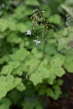 Load image into Gallery viewer, Flower stalk of Inside-out Flower (Vancouveria hexandra) full of buds and flowers. Another stunning Pacific Northwest native plant available at Sparrowhawk Native Plants Nursery in Portland, Oregon.