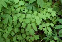 Load image into Gallery viewer, Close-up of the leaves of Inside-out Flowers (Vancouveria hexandra) in a sea of Pacific Waterleaf. Another stunning Pacific Northwest native plant available at Sparrowhawk Native Plants Nursery in Portland, Oregon.
