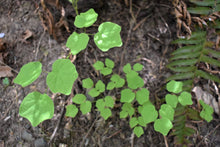 Load image into Gallery viewer, Close-up of the leaves of Inside-out Flowers (Vancouveria hexandra). Another stunning Pacific Northwest native plant available at Sparrowhawk Native Plants Nursery in Portland, Oregon.