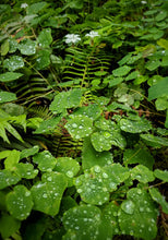 Load image into Gallery viewer, Water droplets adorn the leaves of Inside-out Flowers (Vancouveria hexandra). Another stunning Pacific Northwest native plant available at Sparrowhawk Native Plants Nursery in Portland, Oregon.