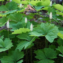 Cargar imagen en el visor de la galería, Bright green spring leaves and white blooms of a population of vanilla leaf (Achlys triphylla). One of 100+ species of Pacific Northwest native plants available at Sparrowhawk Native Plants, Native Plant Nursery in Portland, Oregon.