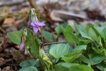 Load image into Gallery viewer, Close-up of purple Early Blue Violet flower buds just opening up (Viola adunca). Another stunning Pacific Northwest native plant available at Sparrowhawk Native Plants Nursery in Portland, Oregon.