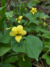Cargar imagen en el visor de la galería, Yellow flowers and green foliage of Streambank Violet (Viola glabella). One of 100+ species of Pacific Northwest native plants available at Sparrowhawk Native Plants, Native Plant Nursery in Portland, Oregon.